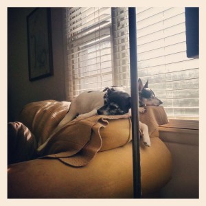 Rat Terriers in the sun.