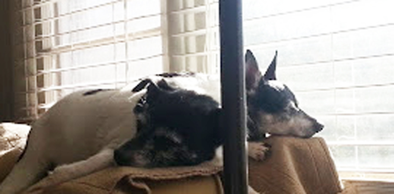 Missing A Very Bad Dog (Detour&nbsp;#8)