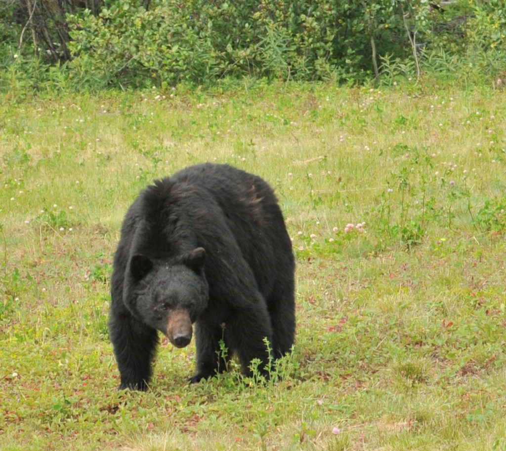 Canadian Black Bear