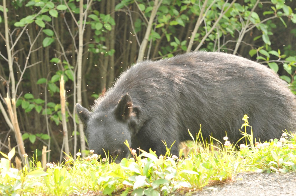 A bear lunching on berries while the skeeters lunch on him. 