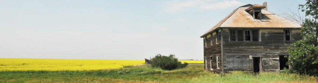 Canola fields