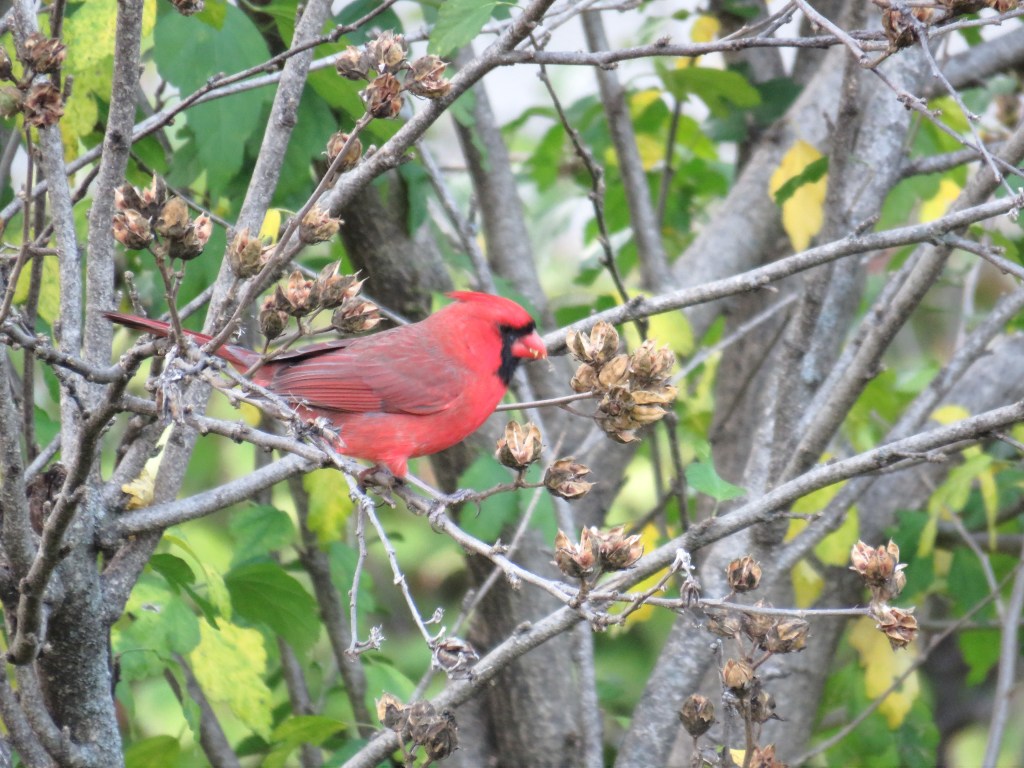 Cardinal in shrubbery
