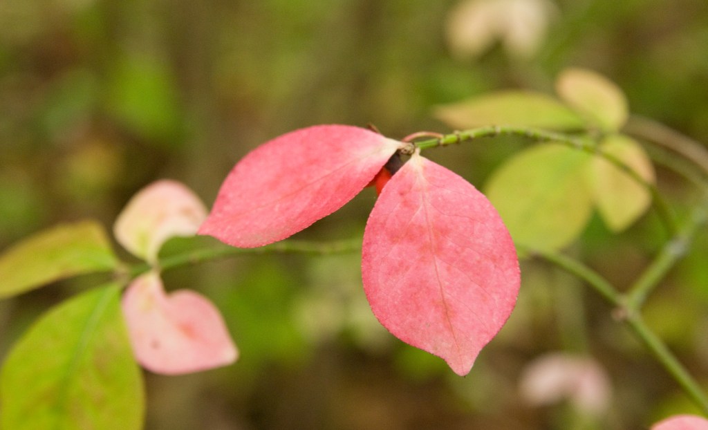 Pink Leaves at Sequiota Park
