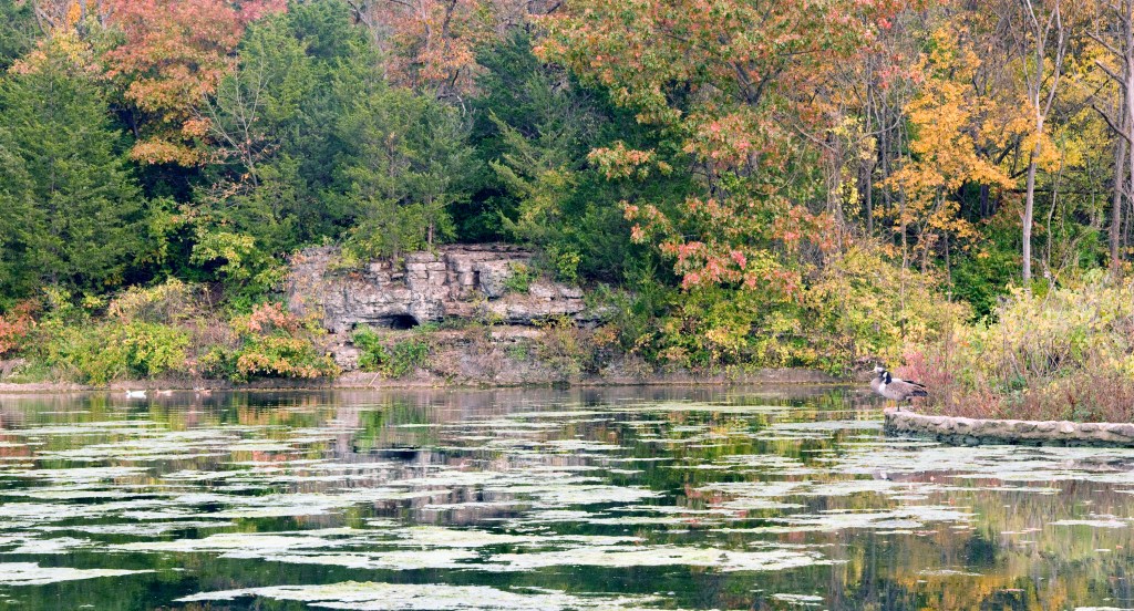 Ducks on a park lake