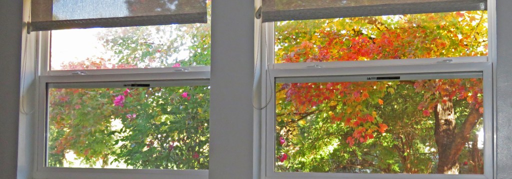 Autumn view through window