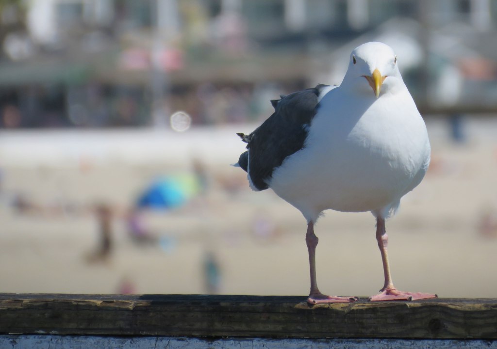 Seagull on Pacific Beach pier